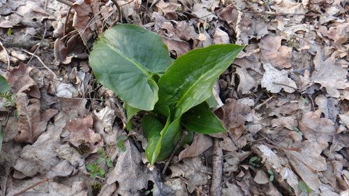 Arum besserianum, photograph 6