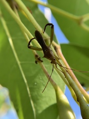 Hyalymenus longispinus