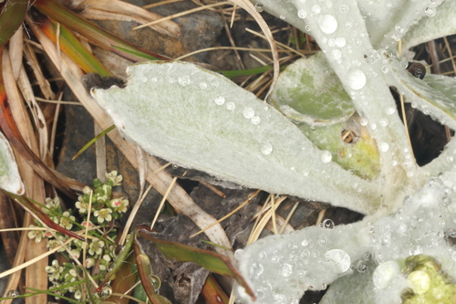 Craspedia lanata, photograph 6