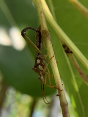 Hyalymenus longispinus