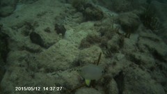 Hypoplectrus unicolor