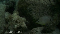 Hypoplectrus unicolor