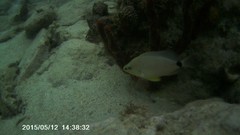 Hypoplectrus unicolor