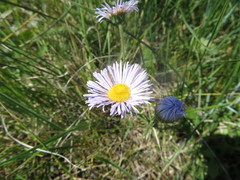 Erigeron glabellus
