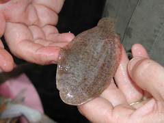 Apionichthys finis