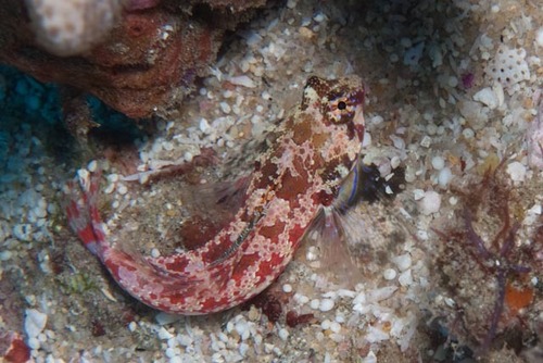 Synchiropus stellatus observed 2025-03-09
