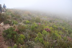 Erica abietina constantiana