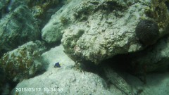Epinephelidae