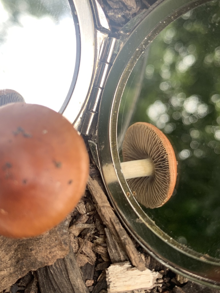 Leratiomyces ceres · March 2025 · photo: © celadonfern (iNaturalist, cc-by)
