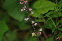 Tiarella polyphylla