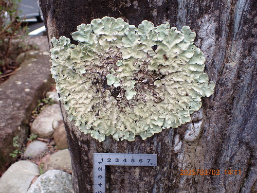 Parmotrema tinctorum