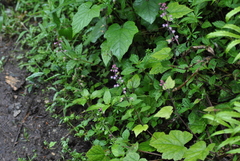 Tiarella polyphylla