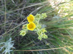 Potentilla pensylvanica