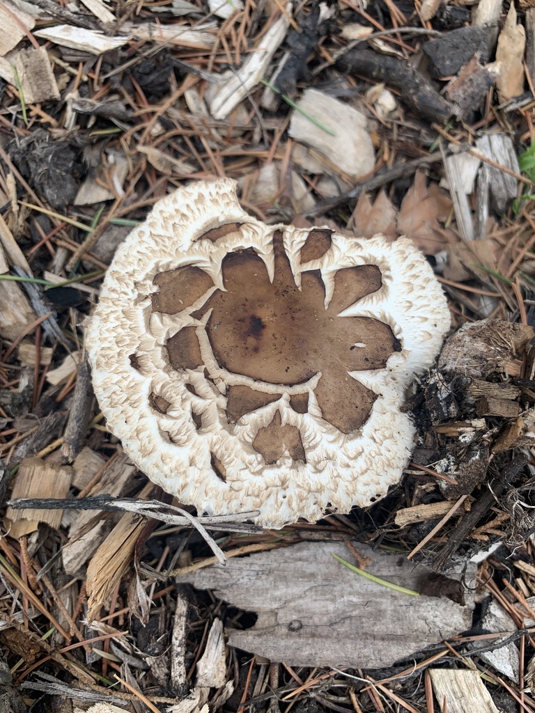 Chlorophyllum brunneum · March 2025 · photo: © celadonfern (iNaturalist, cc-by)
