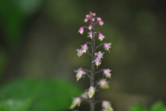 Tiarella polyphylla