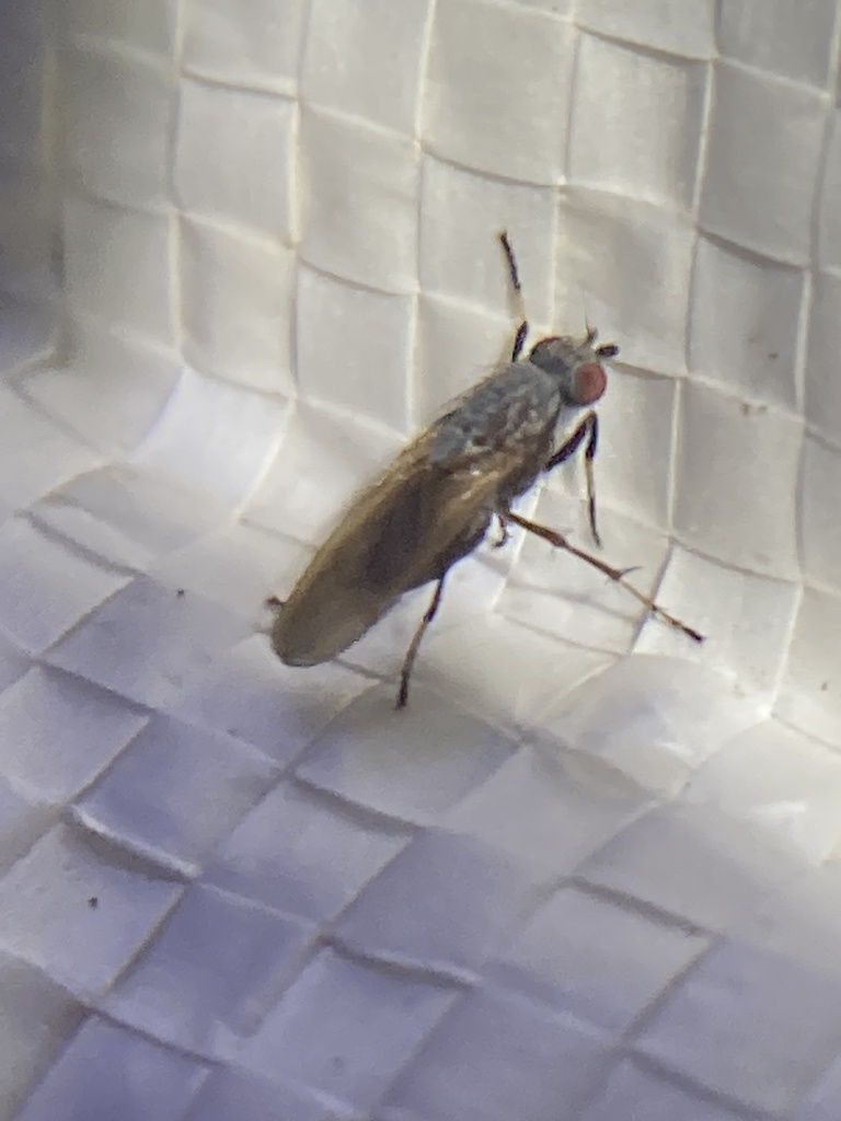 Allophylopsis obscura