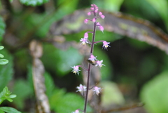 Tiarella polyphylla
