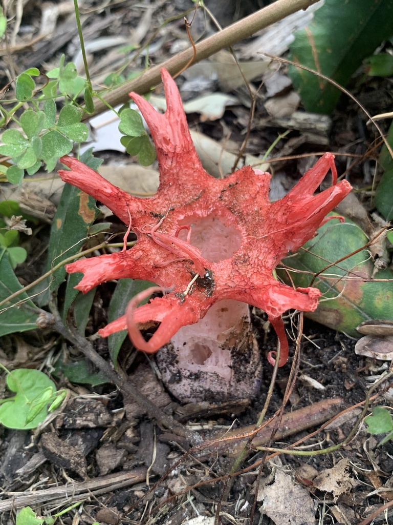 Aseroe rubra · March 2025 · photo: © celadonfern (iNaturalist, cc-by)