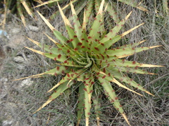 Rose's false agave (Hechtia roseana)