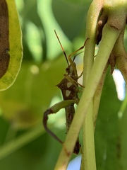 Hyalymenus longispinus
