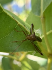 Hyalymenus longispinus