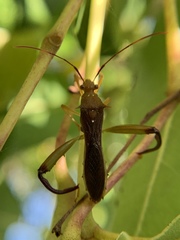 Hyalymenus longispinus