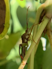 Hyalymenus longispinus