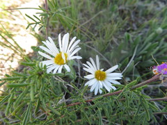 Erigeron caespitosus
