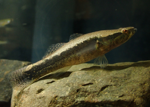 Sleepy cod