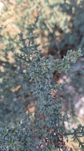 Image of Salsola oppositifolia by (c) Christoph Moning, some rights reserved (CC BY)