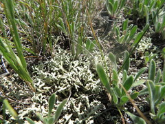 Xanthoparmelia wyomingica