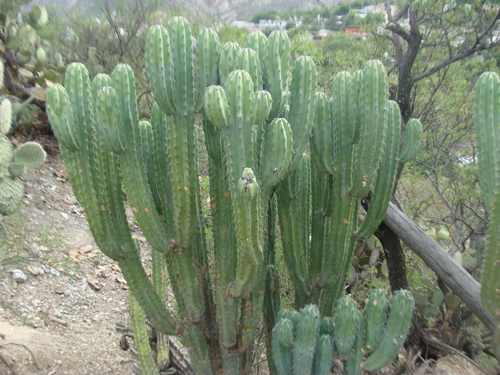 Image of Blue Myrtle-Cactus (Myrtillocactus geometrizans) by (c) Alexis López Hernández, some rights reserved (CC BY)