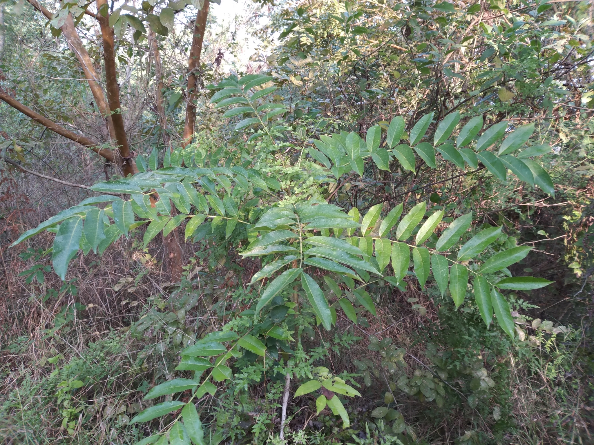 Imagem de Cedro