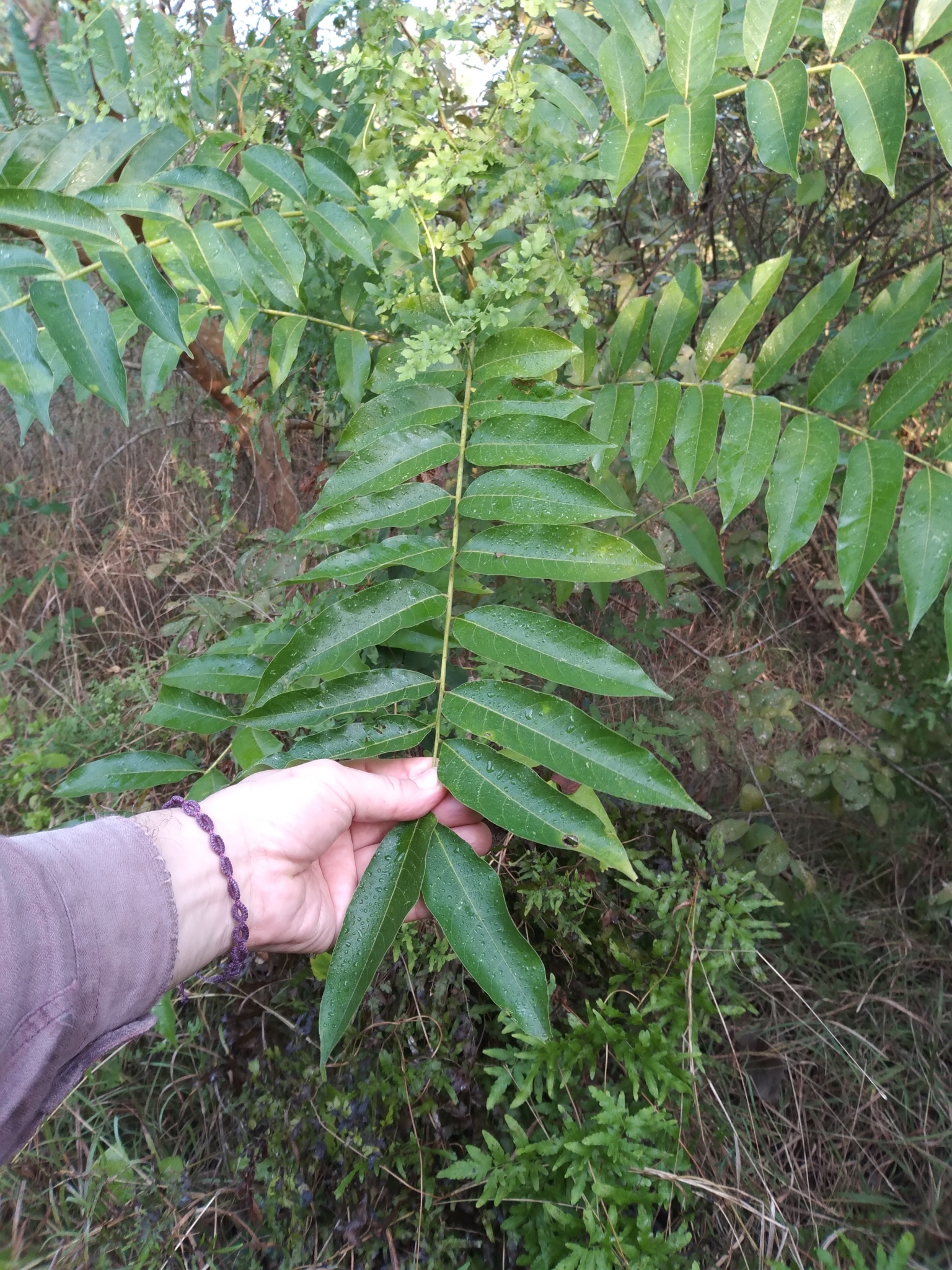 Imagem de Cedro