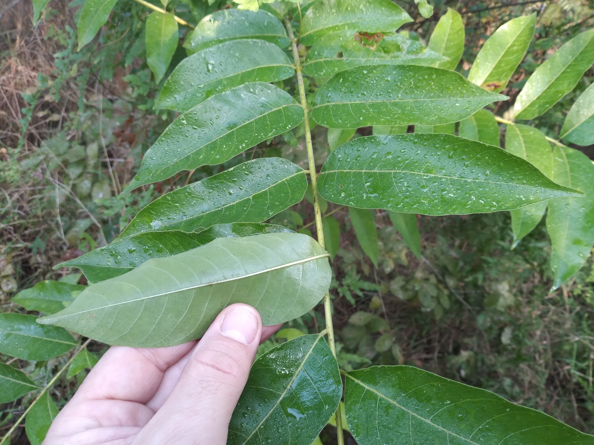 Imagem de Cedro