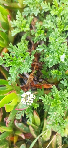 Sweet alyssum