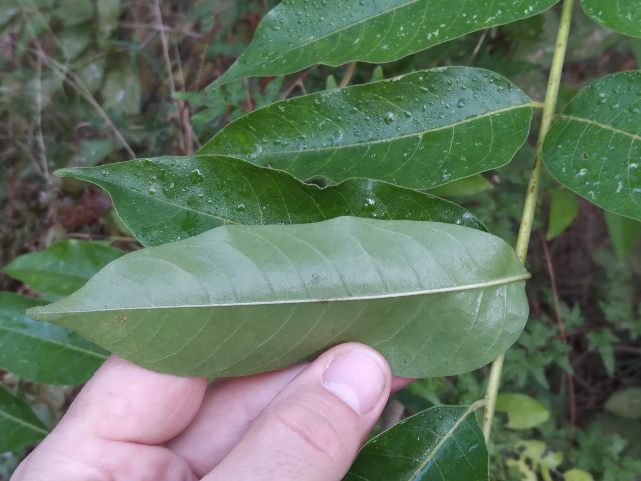 Imagem de Cedro