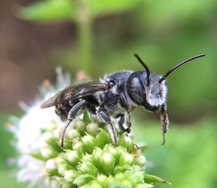Megachile exilis