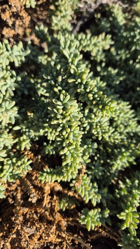 Salsola papillosa (Salsola papillosa)