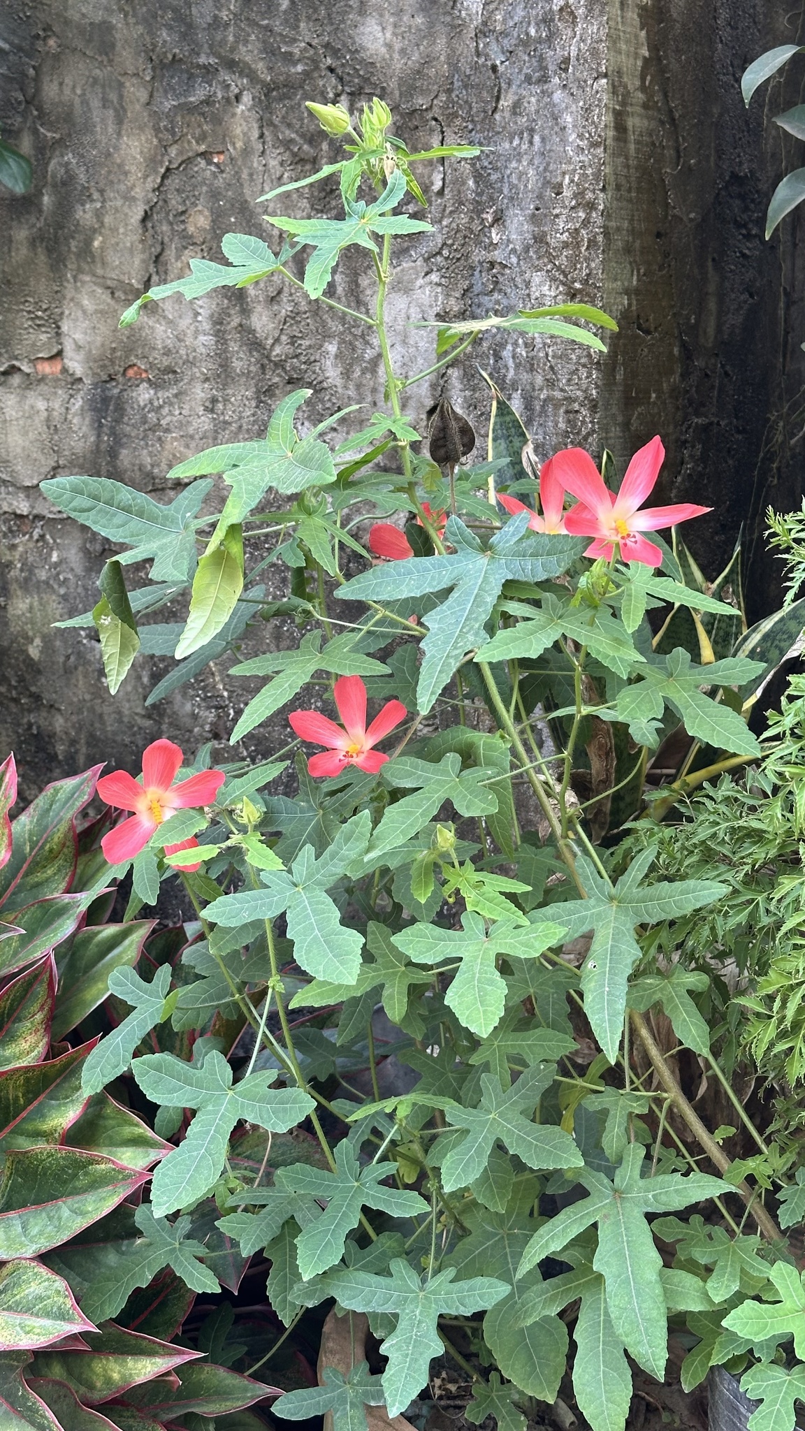 Abelmoschus sagittifolius — ảnh 2
