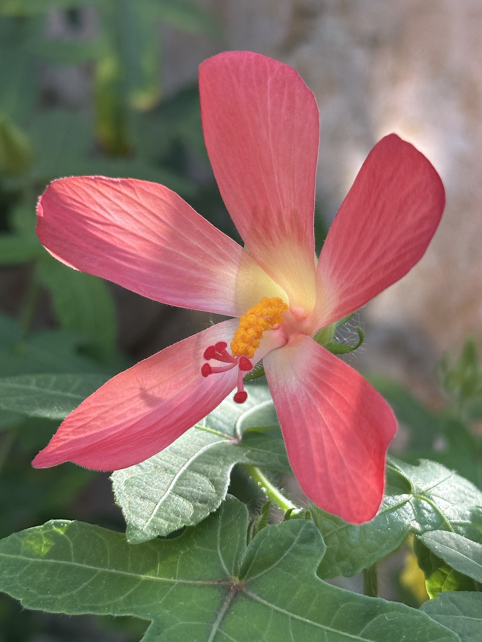Abelmoschus sagittifolius — ảnh 3