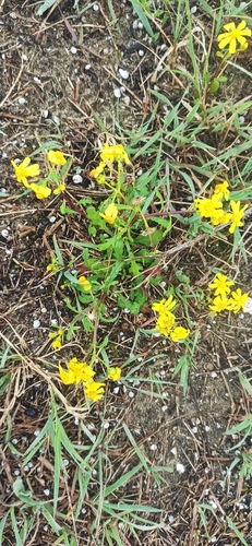 Chamomile-leaved Groundsel