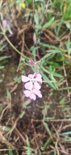 Mediterranean Catchfly
