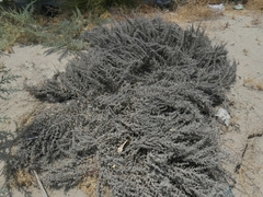 Cornulaca aucheri