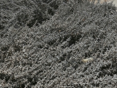 Cornulaca aucheri