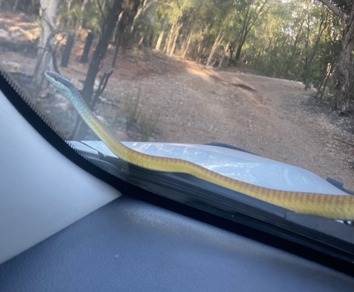 Common Tree Snake sighting