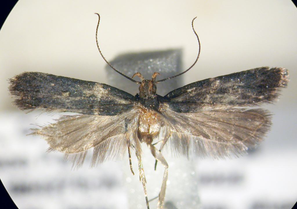Dichomeris crepida
