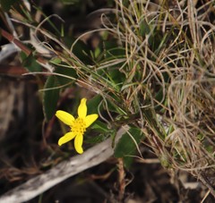 Osteospermum ciliatum