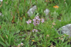 Nardostachys jatamansi