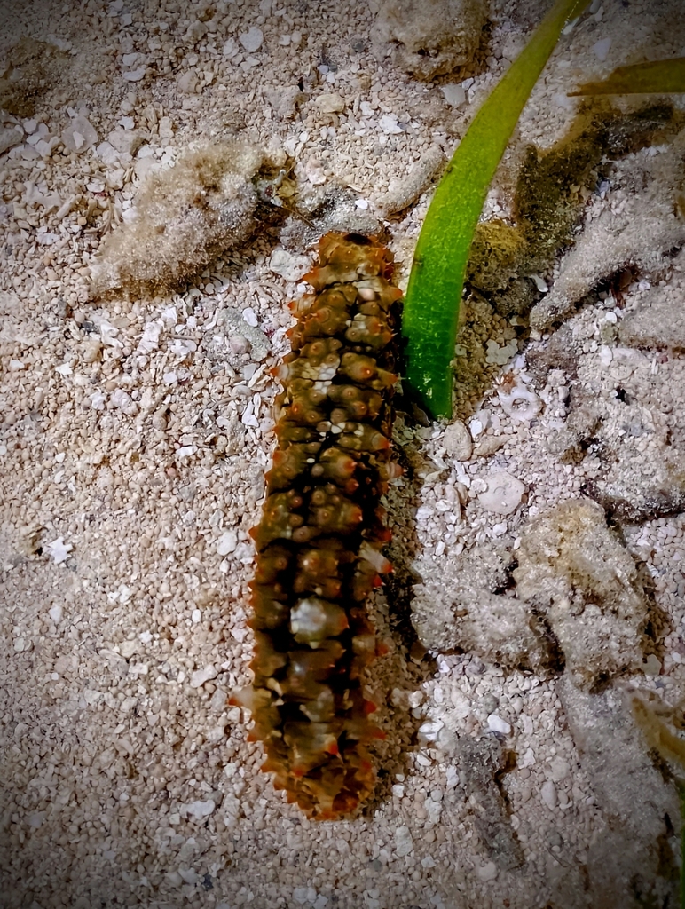 Stichopus rubermaculosus